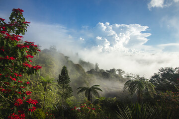 A misty forest scene with vibrant red flowers in the foreground