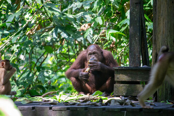 An orangutan sitting and eating among green foliage.