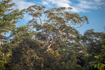 Orang Utan sitting in canopy of tree at Kinabatangan River