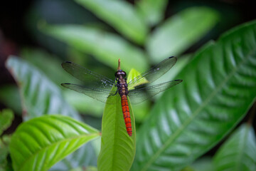 A red dragonfly resting on a green leaf with a natural background.