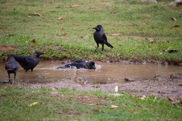 Crows gathered around a puddle on a grassy field.
