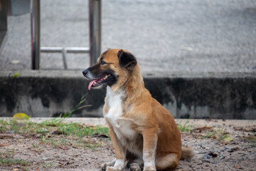 A brown and white dog sitting attentively outdoors - obrazy, fototapety, plakaty