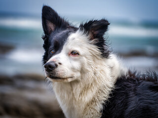 Head shot of a young black and white Border Collie with blurred beach background, Cape Town, South Africa