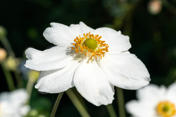 Anemone x Hybrida 'Honorine Jobert' a white herbaceous perennial summer autumn flower plant commonly known as Japanese anemone, stock photo image