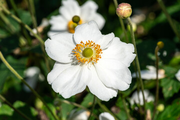 Fototapeta premium Anemone x Hybrida 'Honorine Jobert' a white herbaceous perennial summer autumn flower plant commonly known as Japanese anemone, stock photo image