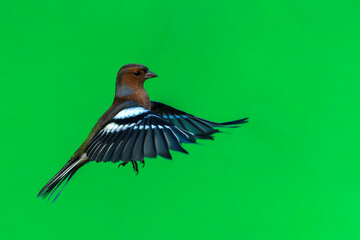 Common chaffinch (Fringilla coelebs) bird in flight on a green background which is a small garden songbird found in the UK and Europe, stock photo image