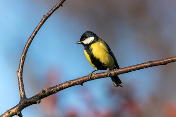 Fototapeta premium Great tit (Parus major) bird perched on a garden tree branch which is a small garden songbird found in the UK and Europe, stock photo image