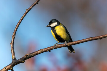 Great tit (Parus major) bird perched on a garden tree branch which is a small garden songbird found in the UK and Europe, stock photo image