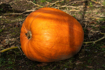 Fototapeta premium Pumpkin (cucurbita) an orange or white winter vegetable squash used for a Halloween display, stock photo image