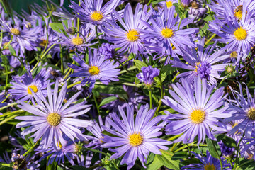 Aster x frikartii 'Monch' a lavender blue herbaceous perennial summer autumn flower plant commonly known as Michaelmas daisy, stock photo image
