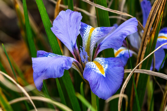 Iris unguicularis whose blue purple flowers appear in winter or early spring and is commonly known as Algerian iris, stock photo image