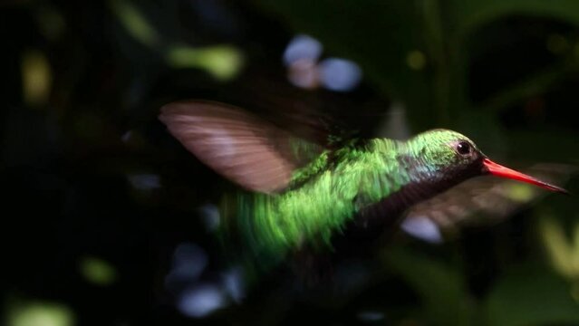 Close-up of green hummingbird flying.