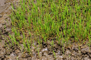 rice seeds before planting in the rice field