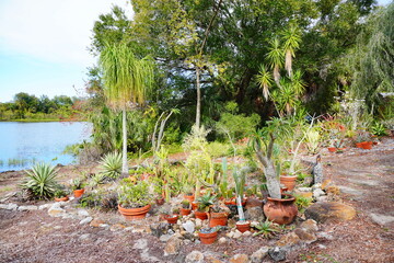 University of South Florida (USF) Botanic Garden Cactus garden
