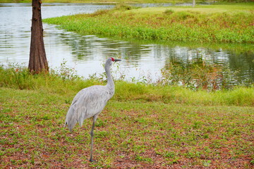 sandhill crane couple are looking for food in grass	