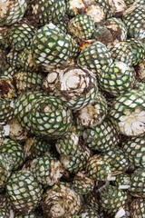 pile of blue agave heart ready to make  tequila, mexican beverage
 - obrazy, fototapety, plakaty