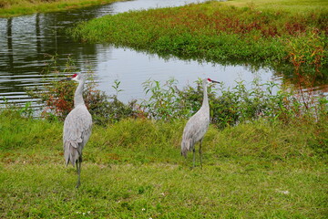 Obraz premium sandhill crane couple are looking for food in grass