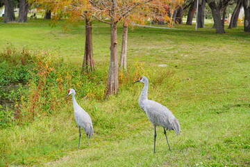 Fototapeta premium sandhill crane couple are looking for food in grass 