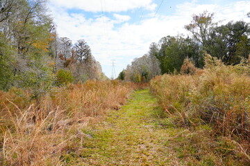 The winter landscape of Florida Trail and Hillsborough river	