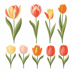 vector collection of tulip flowers