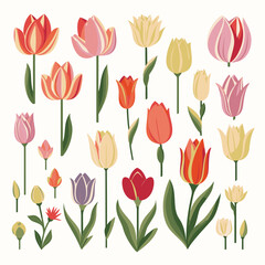 Obraz premium vector collection of tulip flower