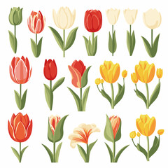 Obraz premium vector collection of tulip flower