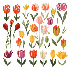vector collection of tulip flowers