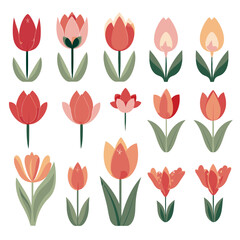Obraz premium vector collection of tulip flower