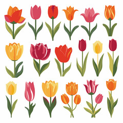 Obraz premium vector collection of tulip flower