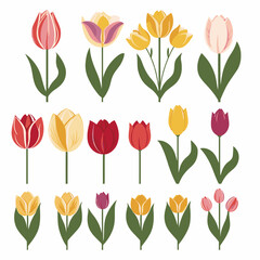 Obraz premium vector collection of tulip flowers