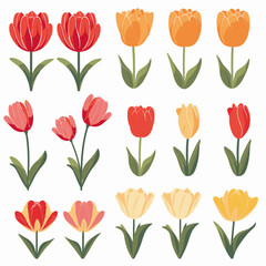 Obraz premium vector collection of tulip flower