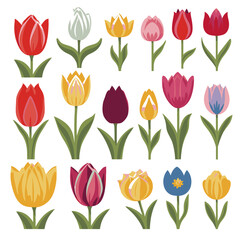 Obraz premium vector collection of tulip flowers