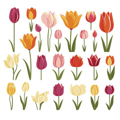 Fototapeta premium vector collection of tulip flowers