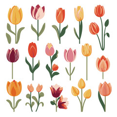 vector collection of tulip flowers