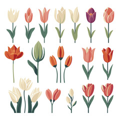 Obraz premium vector collection of tulip flowers