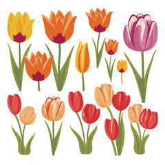 Fototapeta premium vector collection of tulip flowers