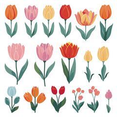 vector collection of tulip flowers