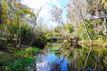 The winter landscape of Florida Trail	 and Hillsborough river