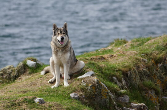 Tamaskan Dog on the Hebridean Isle of Jura, by the Sound of Islay , Scotland, UK