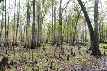 The winter landscape of Florida Trail
