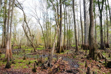 The winter landscape of Florida Trail	