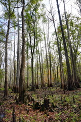 Fototapeta premium The winter landscape of Florida Trail 