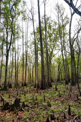 The winter landscape of Florida Trail
