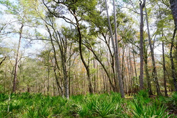 The winter landscape of Florida Trail and Hillsborough river	