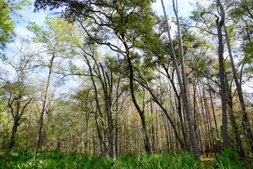 The winter landscape of Florida Trail	