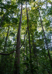 Sinharaja Forest Reserve, Sabaragamuwa and Southern Provinces, Sri Lanka