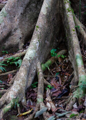 Sinharaja Forest Reserve, Sabaragamuwa and Southern Provinces, Sri Lanka