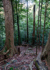 Sinharaja Forest Reserve, Sabaragamuwa and Southern Provinces, Sri Lanka