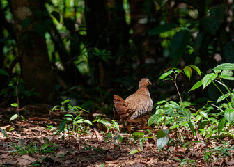 Sri Lankan junglefowl (Gallus lafayettii) at Sinharaja Forest Reserve, Sabaragamuwa and Southern Provinces, Sri Lanka