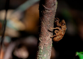 Cicadas  (Cicadoidea) at Sinharaja Forest Reserve, Sabaragamuwa and Southern Provinces, Sri Lanka